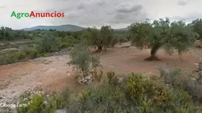 Venta  de Finca con olivos y algarrobos en Castellón