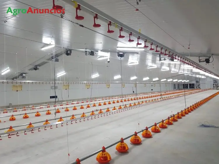 Granja Avicola Broiler Lugo - Venta