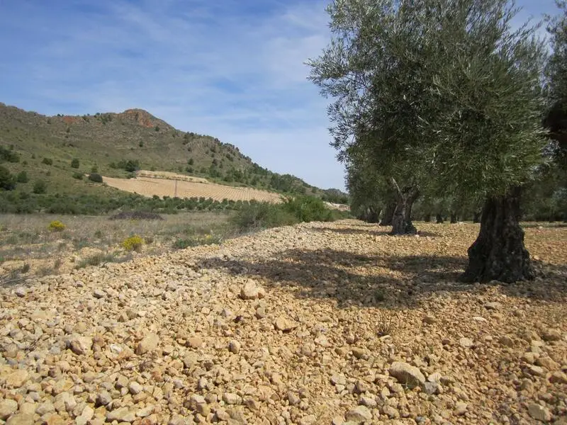 Terreno en Venta Yecla Murcia 8754m2