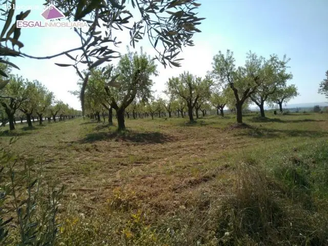Finca Almendros Cregenzan Alta Rentabilidad