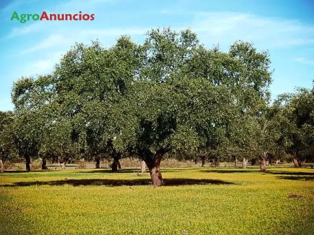 Venta  de Finca de caza cercada en Cáceres