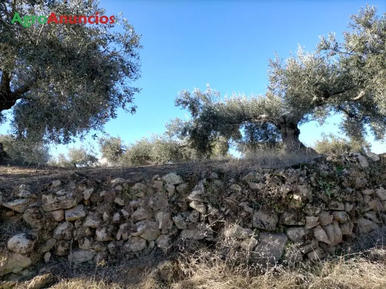 Venta  de Finca de olivos en Cáceres