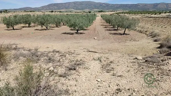 Parcela con 90 Olivos en Monóvar