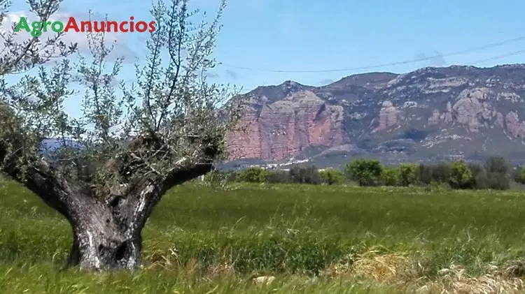 Venta  de Fincas de viñas y olivares en Zaragoza