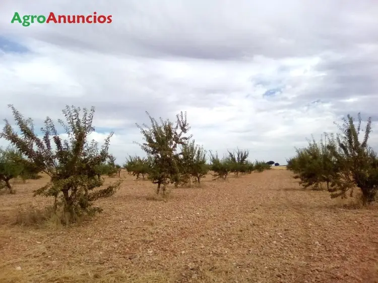 Venta  de Finca de almendros en Albacete