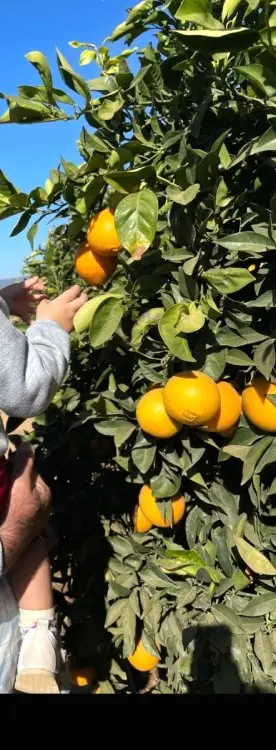 Venta  de Finca de naranjos navelinas en Sevilla