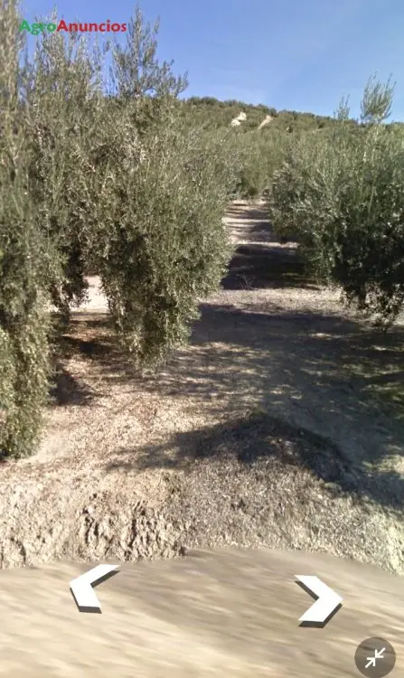 Venta  de Finca de olivos en Jaén