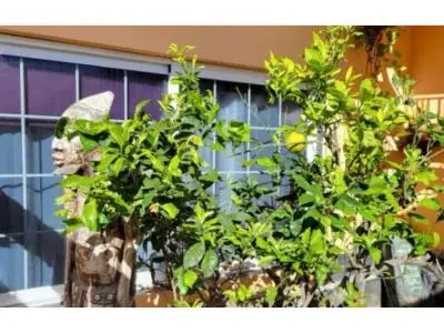 Casa en Arona Pueblo: Ideal para Familias Grandes
