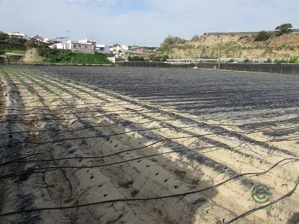 Finca Agricola Algarrobo 044ha Alta Produccion