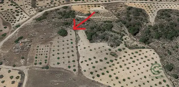 Terreno Rústico con Almendros en Jumilla