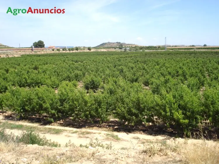 Venta  de Finca de frutales en Huesca