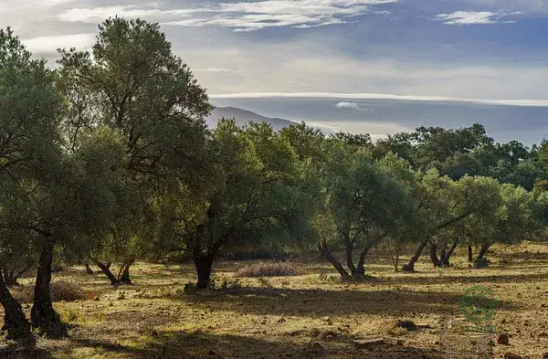 Parcela para Villa de Lujo en Marbella Este