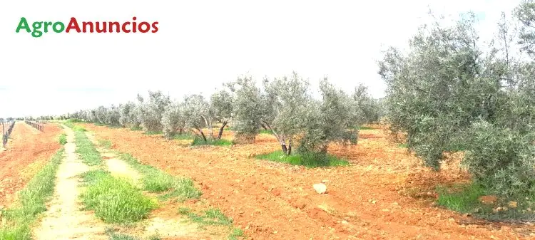 Venta Finca Olivar 117 Olivos Picual Valdepe												ñas Ciudad Real