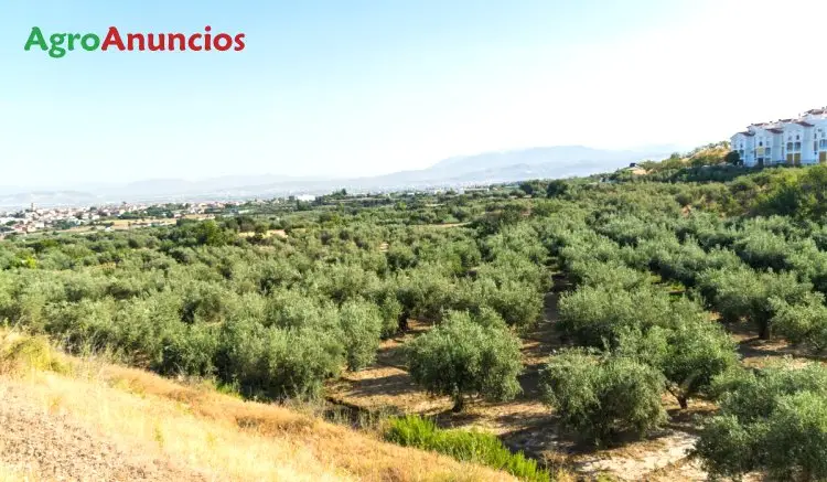 Venta  de Finca de regadío en Granada