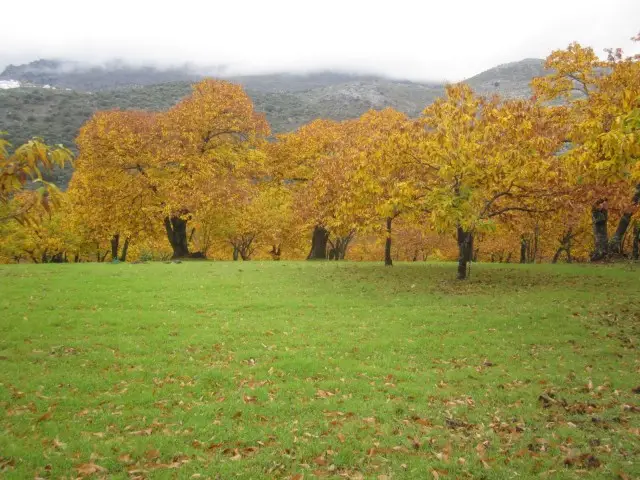 Finca Rustica con 3 Casas Jubrique