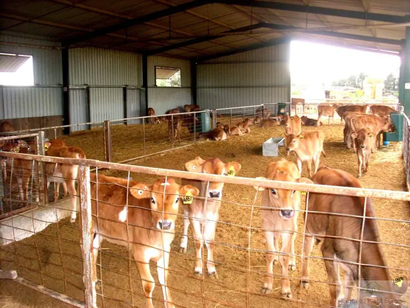 Venta Dehesa Ganadera 400 Hectareas Aliseda Caceres