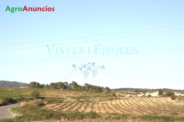 Venta  de Finca con viñedo y olivos en Tarragona