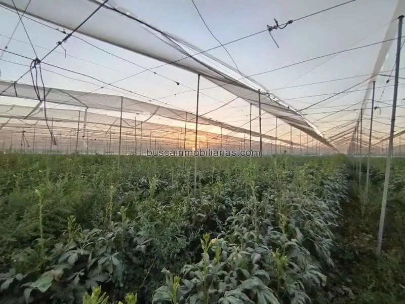 Parcela Rustica Regadio Puerto Lumbreras 25000m2 Inversión