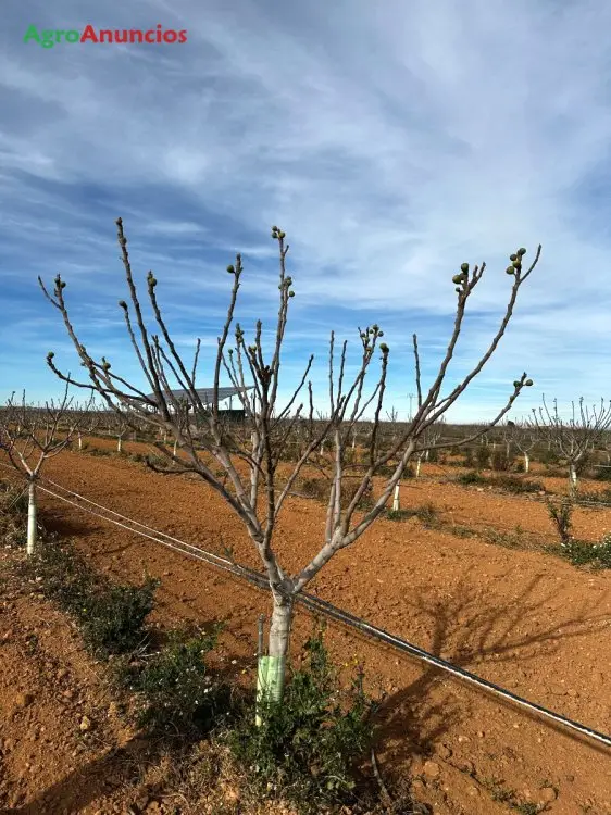 Venta  de Finca de higueras con certificado ecológico en Albacete