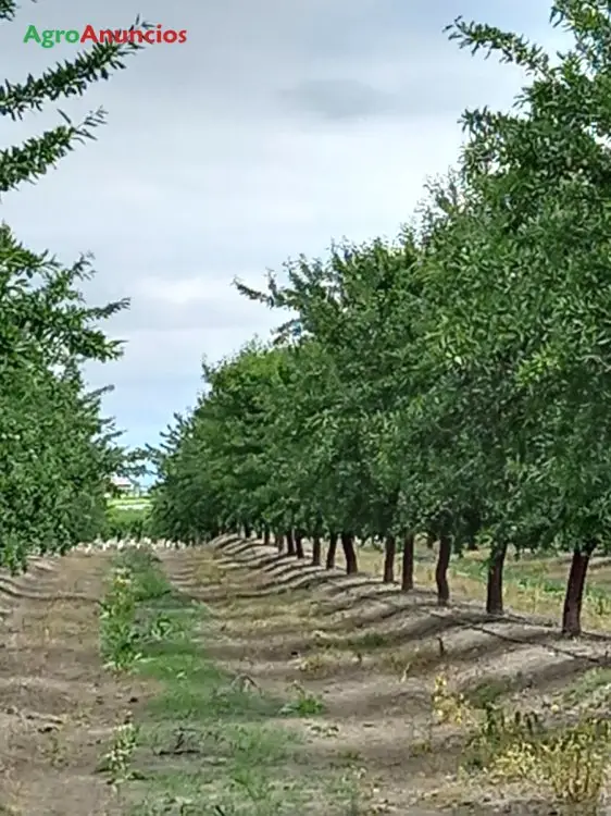 Venta  de Finca de almendros en Jaén