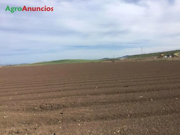 Venta  de Finca de olivos intensivos en Granada