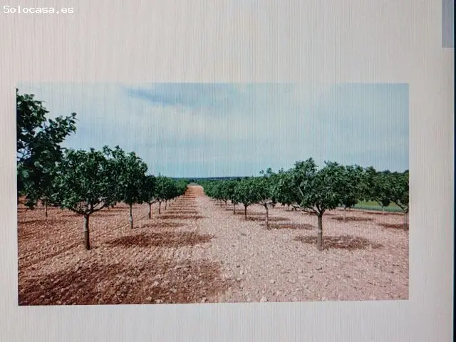 Finca Rustica 76 Hectareas Albacete Pistacho Almendro
