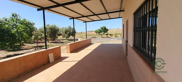 Finca Rustica en Gibraleon con 200 Olivos