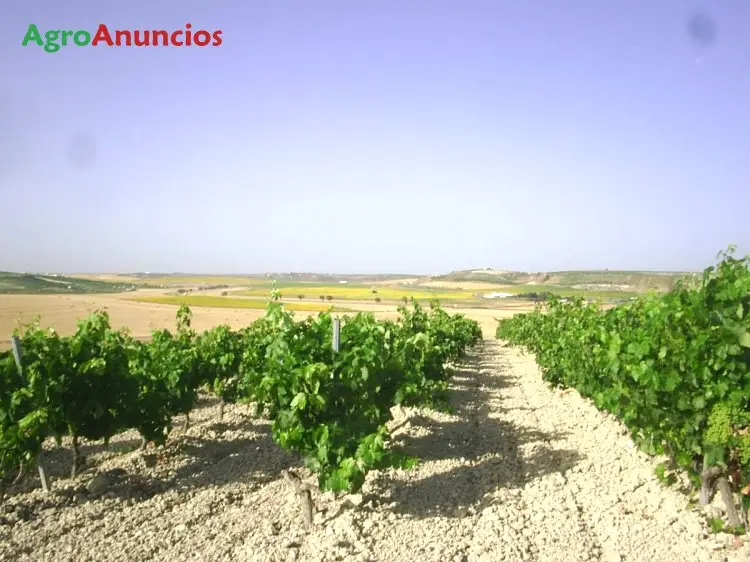 Venta  de Finca de viñedo palomino fino en Cádiz