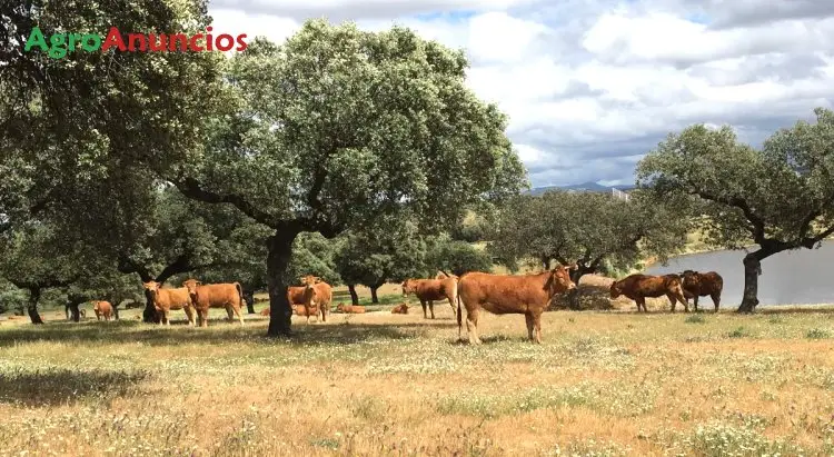 Compra  de Finca ganadera con nave en Madrid