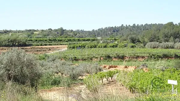 Terreno Rustico Vilamarxant 12700m2 Cultivo Proyecto Rural