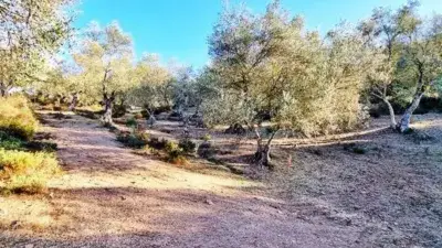 Casa Rustica en Venta en La Nava 10 Hectareas