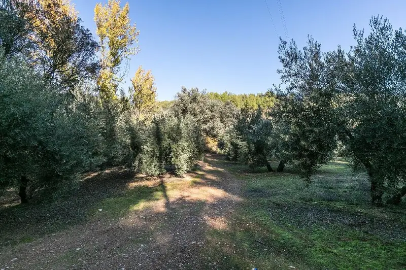 Venta Olivar 26000m2 Albolote Rio Bermejo