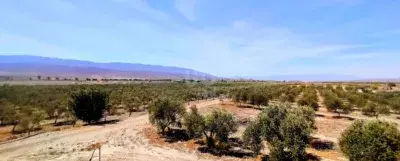 Finca con Dos Casas en Tabernas 70000m2 Olivos Piscina