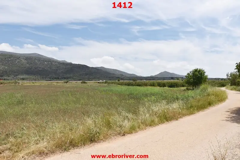 Finca con Plantación de Melocotones en Freginals