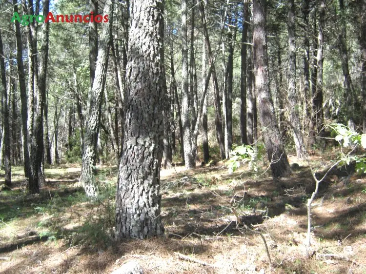 Venta  de Terreno de pinos maderable y resinero en Ávila