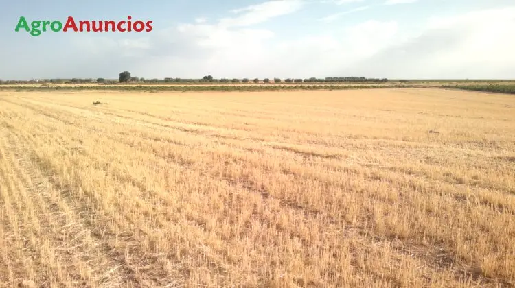 Venta  de Terreno de secano en Ciudad Real