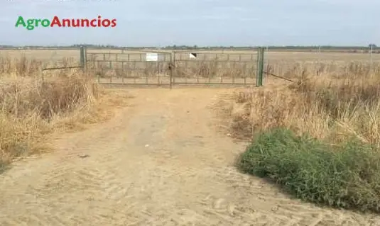 Venta  de Finca de labor secano y recreo en Sevilla