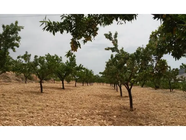 Parcela en Hondon de las Nieves zona El Rebalso