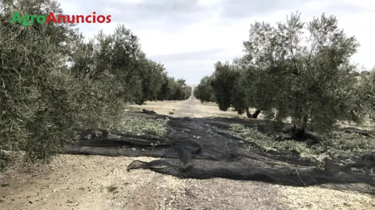 Venta  de Finca de olivos de regadio en Granada