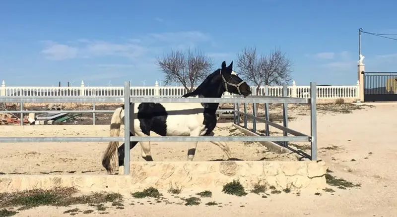 Venta Finca con Chimenea Murcia - Ideal Caballos y Negocios