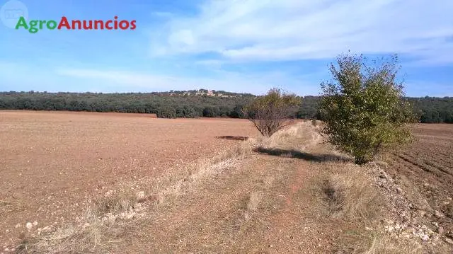 Venta  de Finca de secano mixta con monte y labor en Ciudad Real