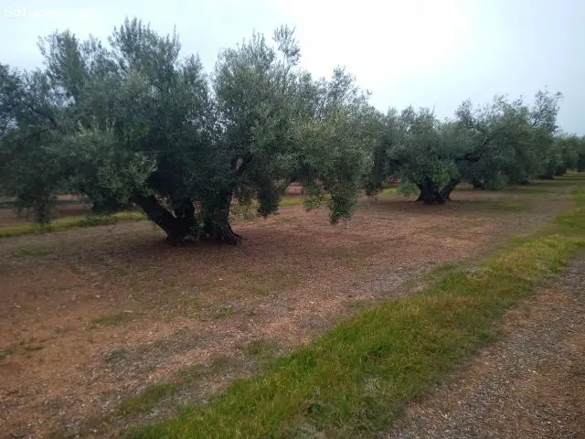 Finca Rustica en Venta Olivar Marteño 18500m2