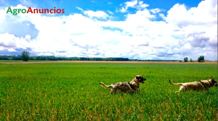 Venta  de Finca de regadío en Valladolid