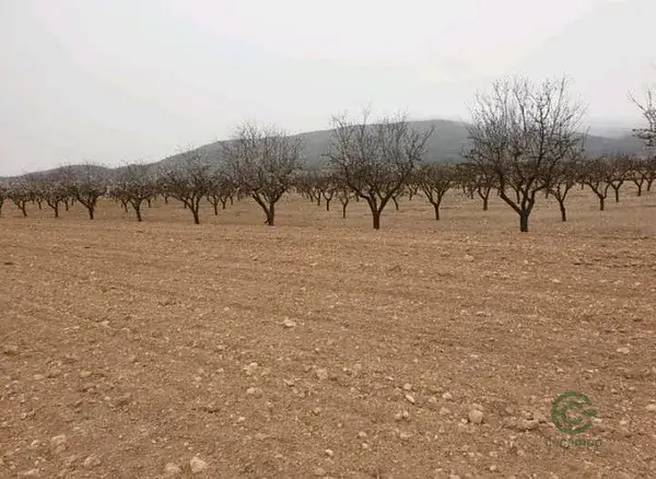 Parcela en Pinoso Alicante 21838m2 para construir casa