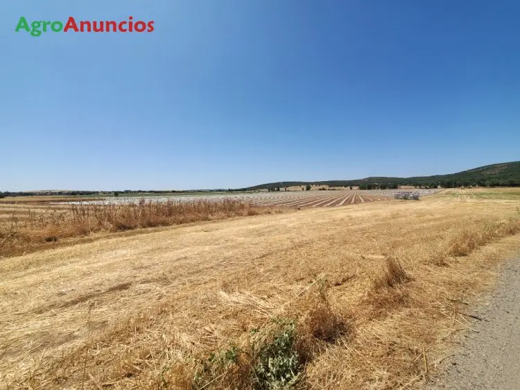 Venta Finca Agricola 400 ha Ciudad Real