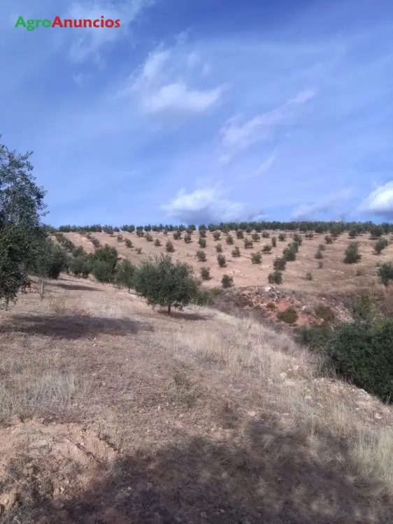 Venta  de Finca de olivos picual y martenos en Granada