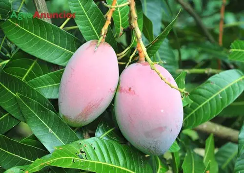 Venta  de Finca de mangos y aguacates en Málaga