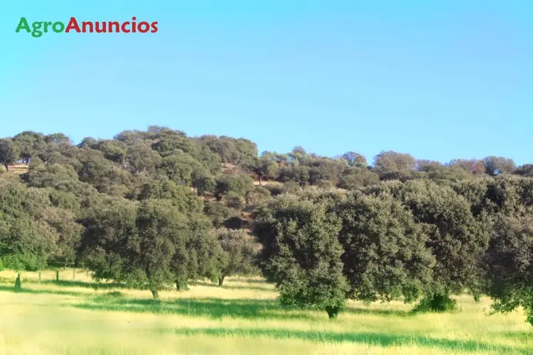 Venta  de Finca con olivos y encinas en Cáceres