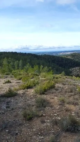 Venta  de Finca de pinos y matorral mediterraneo en Valencia