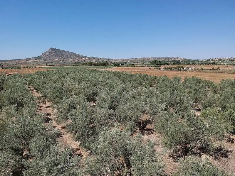 Terreno con Olivos en Caudete 12000m2